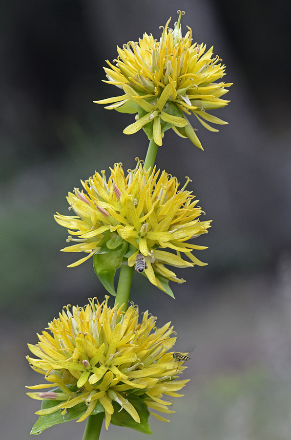Gentiana lutea subsp. symphyandra / Genziana ad antere saldate